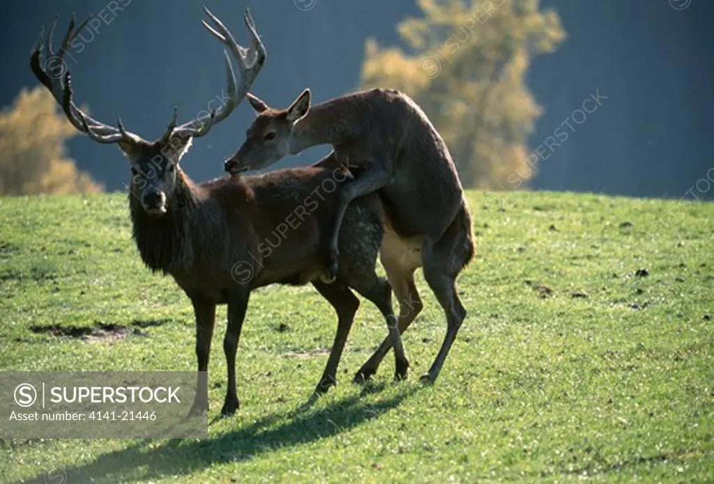 red deer hind cervus elaphus attempting to mount stag.