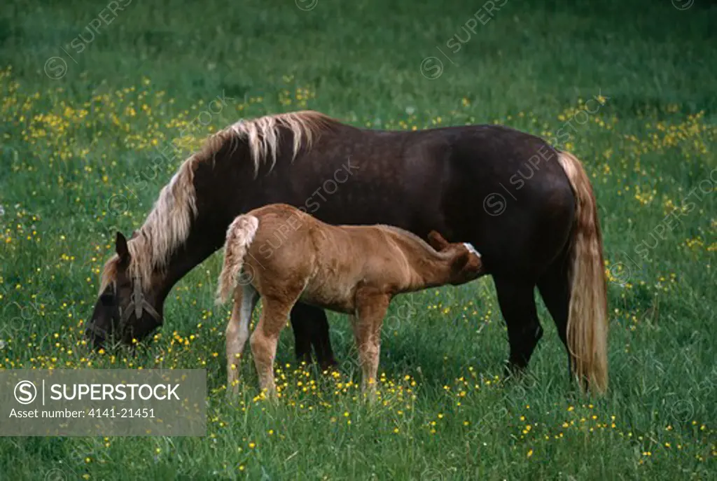 schwarzwalder or black forest mare and foal (small sized heavy draught horse).