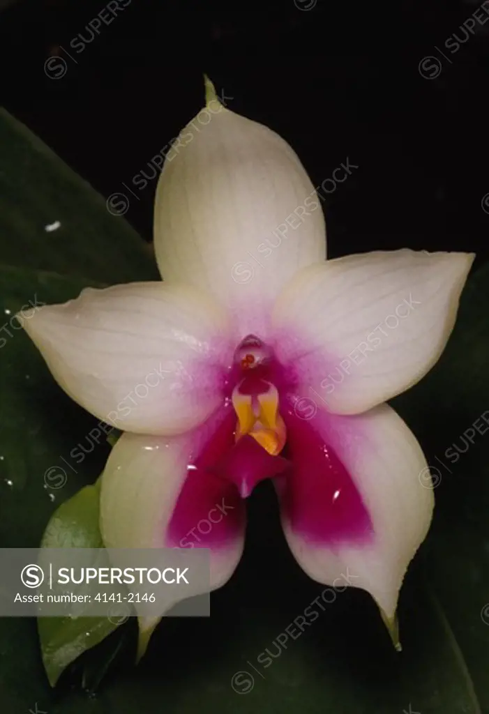 orchid phalaenopsis violacea south east asia 