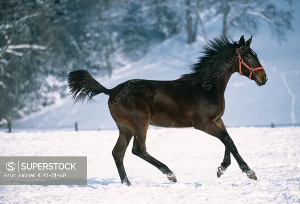 wurtenberger horse running 