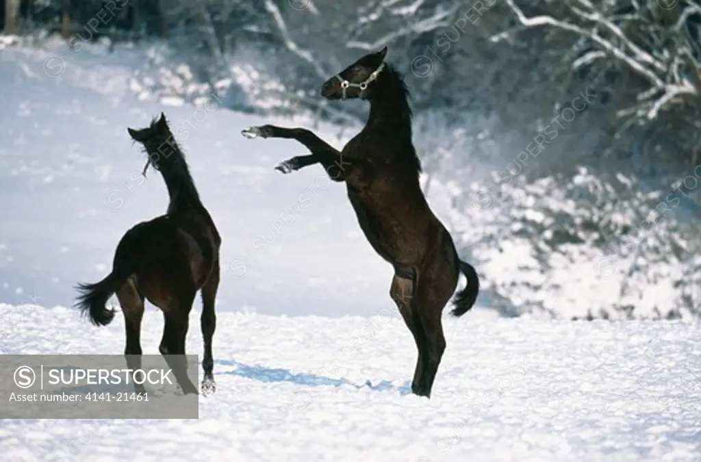 wurtenberger horses fighting 