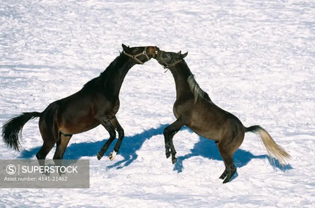 wurtenberger horses fighting 