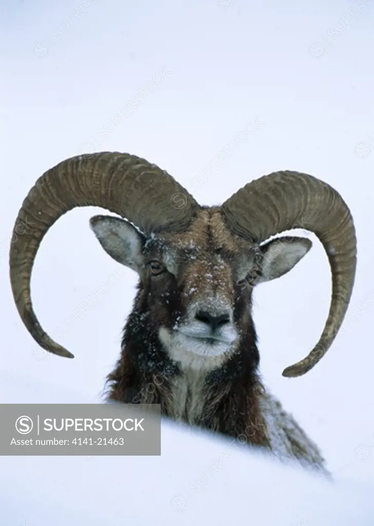 mouflon ram in snow ovis musimon
