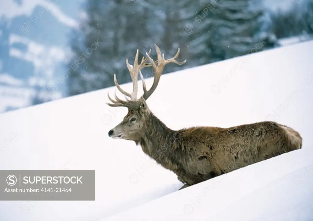 red deer stag in snow cervus elaphus 