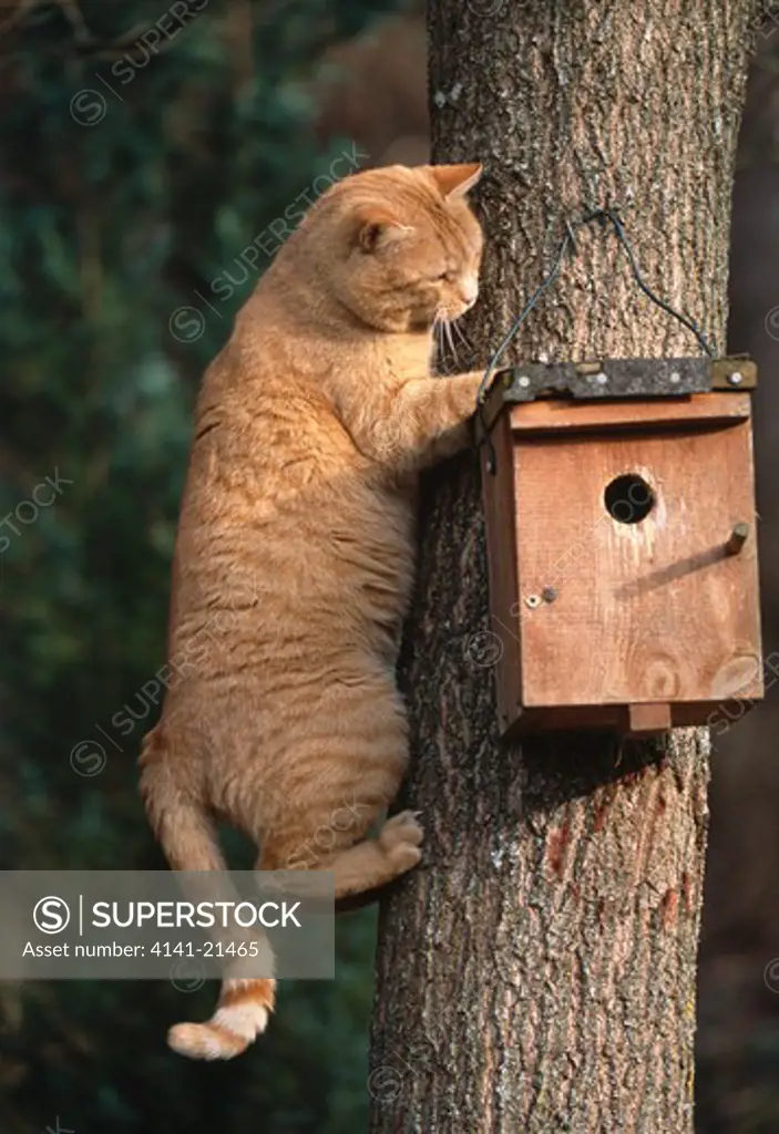 ginger tabby cat climbing tree to inspect nest box