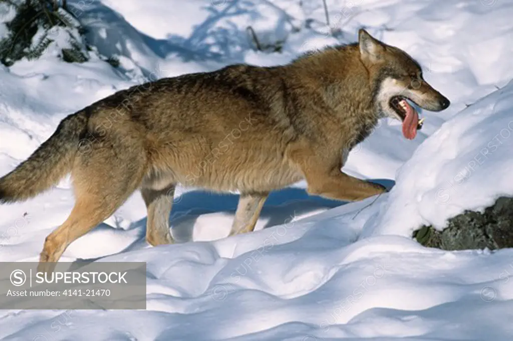 european wolf in snow canis lupus lupus