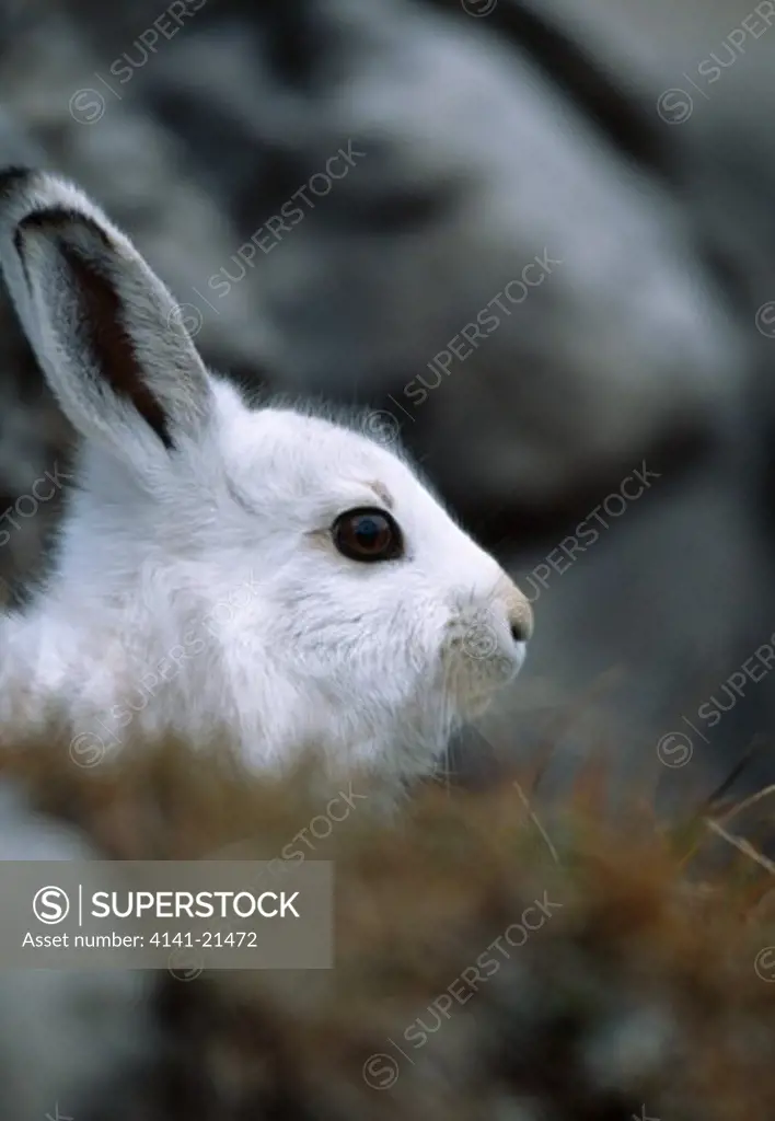 mountain hare in winter coat lepus europaeus
