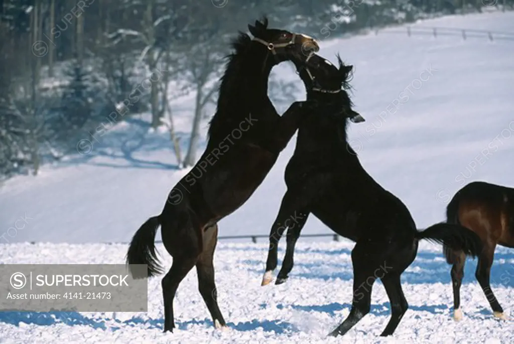 wurtenberger horses fighting