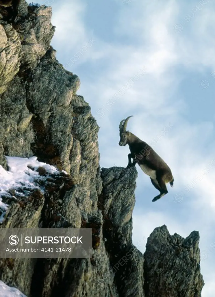 alpine ibex jumping up cliff face capra ibex 