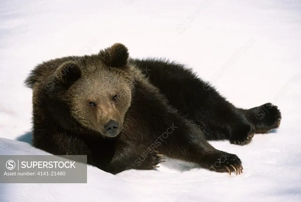 european brown bear ursus arctos arctos lying in snow bayrischer wald national park, germany.