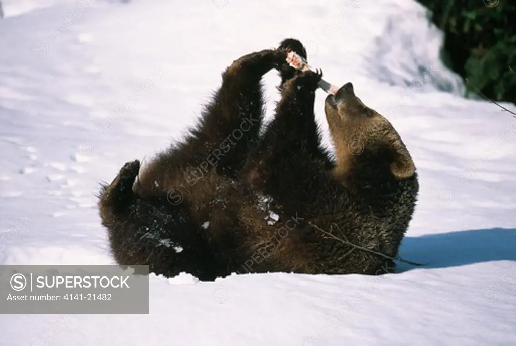 european brown bear ursus arctos arctos gnawing bone bayrischer wald national park, germany.