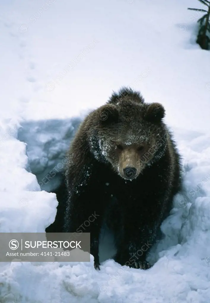 european brown bear ursus arctos arctos emerging from den in snow bayrischer wald national park, germany.