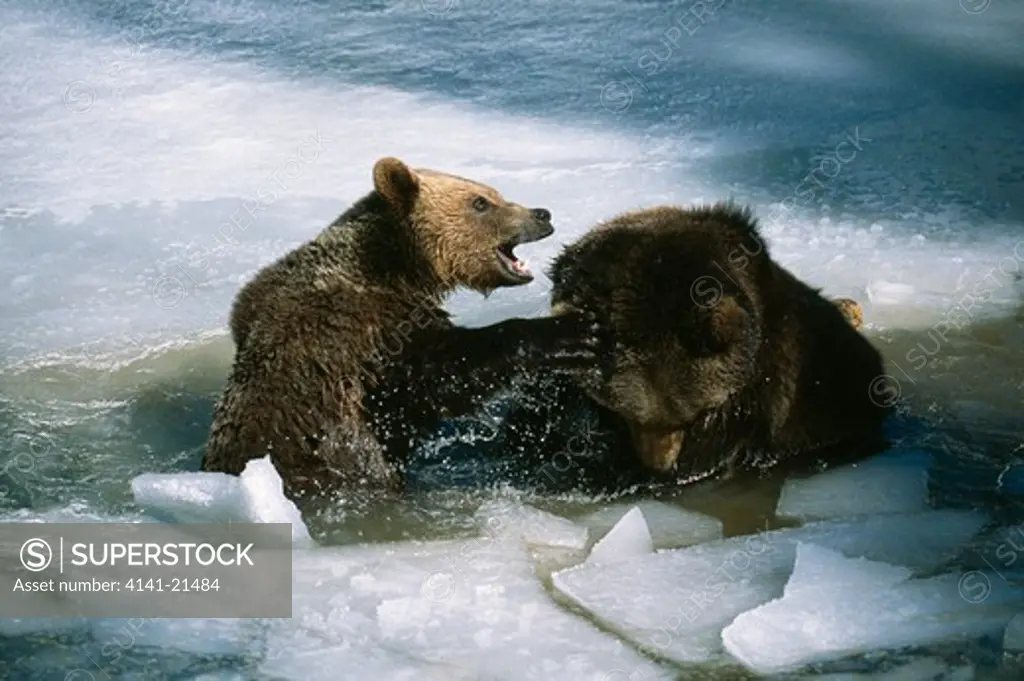 european brown bears ursus arctos arctos bayrischer wald national park, germany.