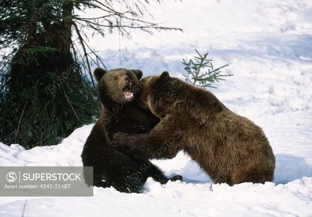 european brown bears ursus arctos arctos fighting in snow bayrischer wald national park, germany.