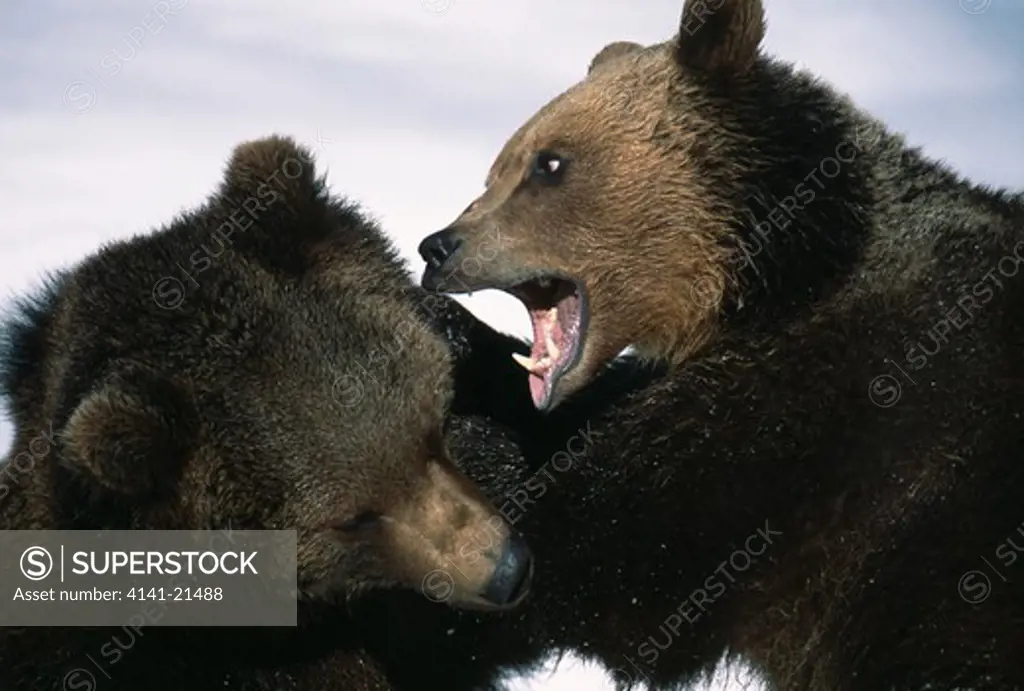 european brown bears in snow ursus arctos arctos fighting in snow bayrischer wald national park, germany.