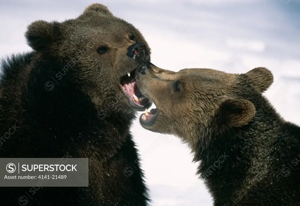 european brown bears ursus arctos arctos fighting in snow bayrischer wald national park, germany.