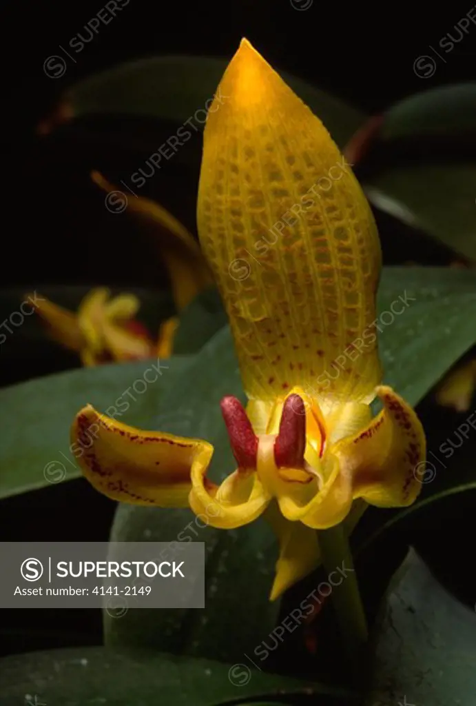 orchid bulbophyllum dearii borneo 