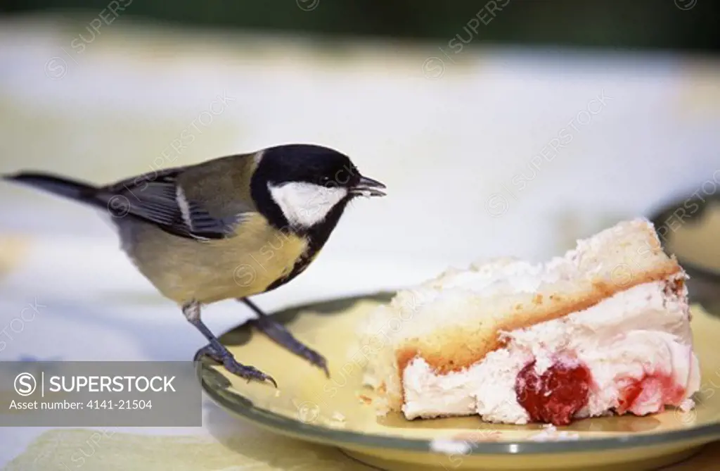great tit parus major feeding from plate on table.
