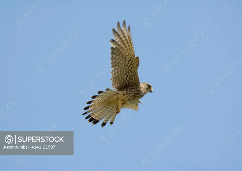 kestrel falco tinnunculus hovering
