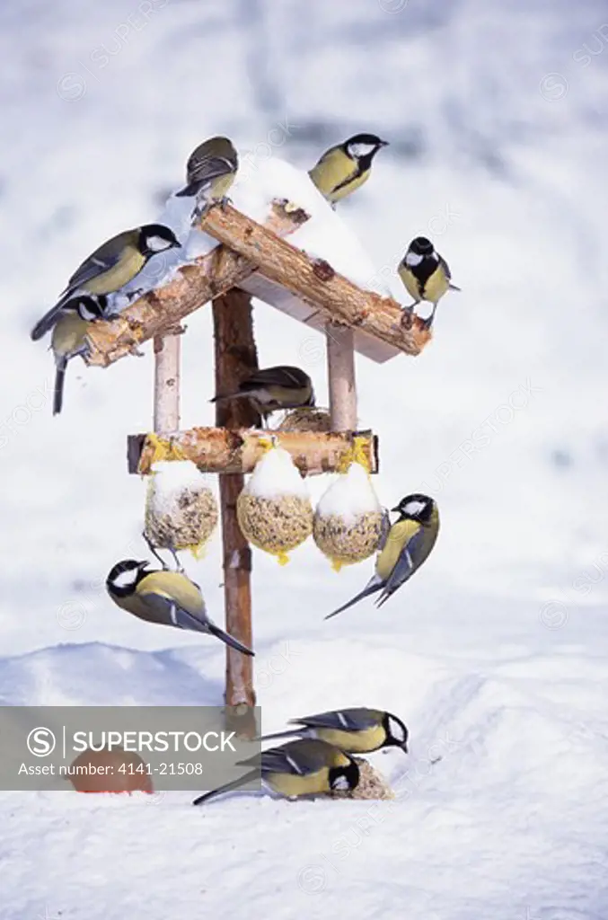 great tit parus major large group feeding at bird table in the snow.