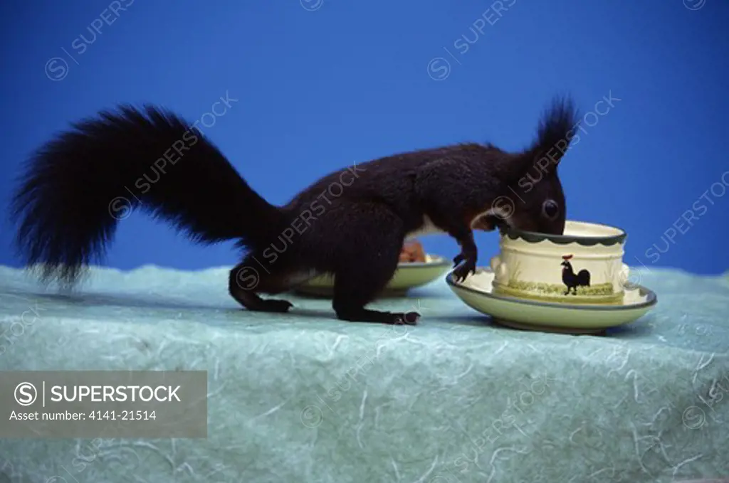 red squirrel sciurus vulgaris drinking from cup on table.