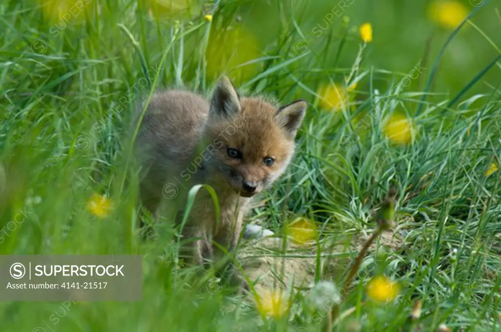 fox young vulpes vulpes