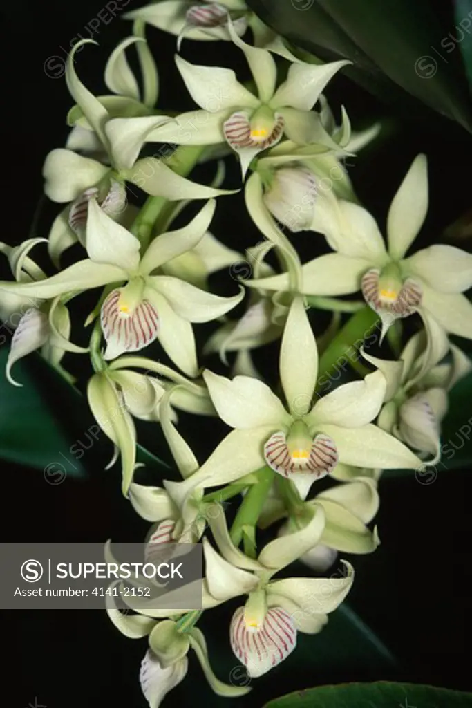 orchid encyclia fragrans costa rica, central america