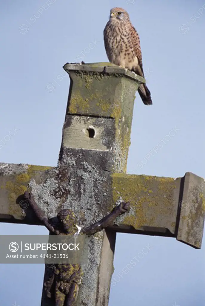 common kestrel falco tinnunculus on gravestone.