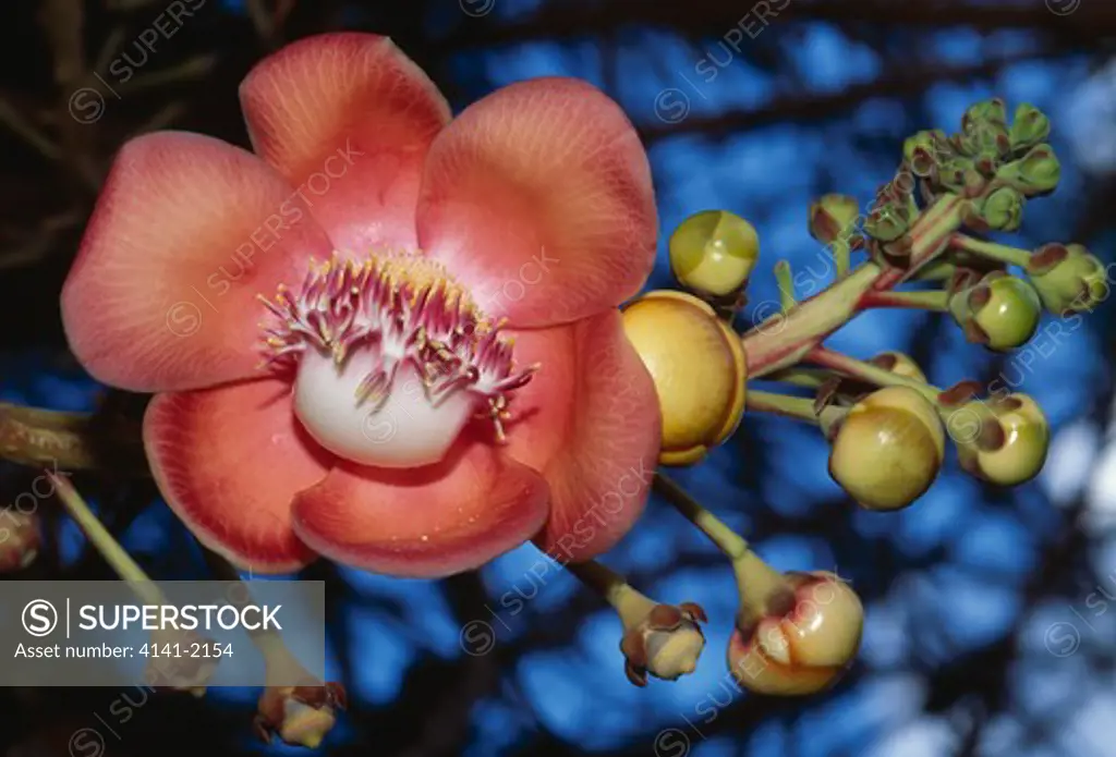 cannonball tree flower couroupita sp. close detail botanic gardens saint lucia, west indies 