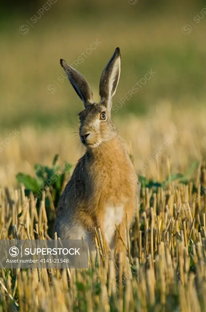 brown hare lepus europaeus