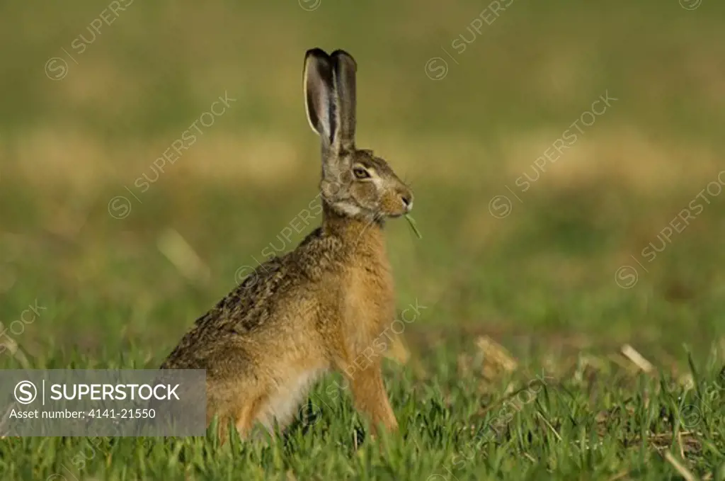 brown hare lepus europaeus