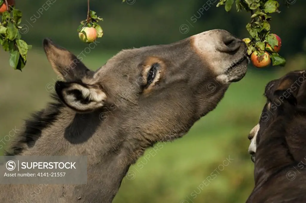 donkey equus asinus eating apples