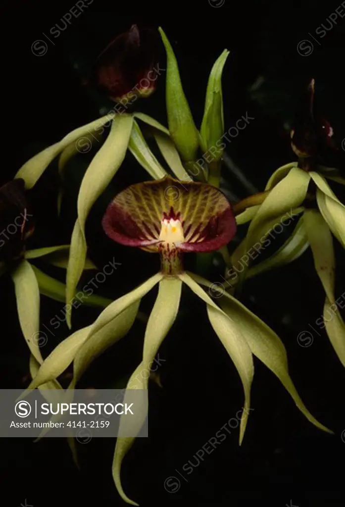 orchid encyclia cochleatum national flower of belize 