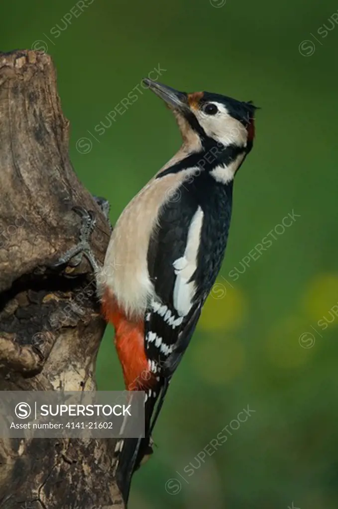 greater spotted woodpecker picoides major
