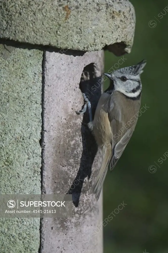 crested tit (parus cristatus) at nest box.