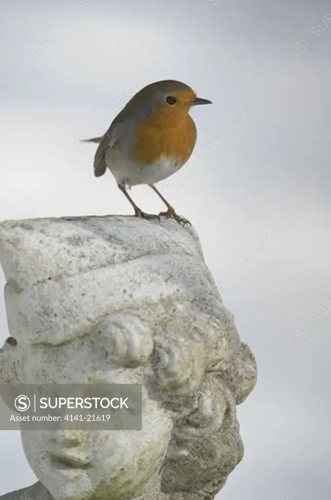 robin (erithacus rubecula) on garden ornament