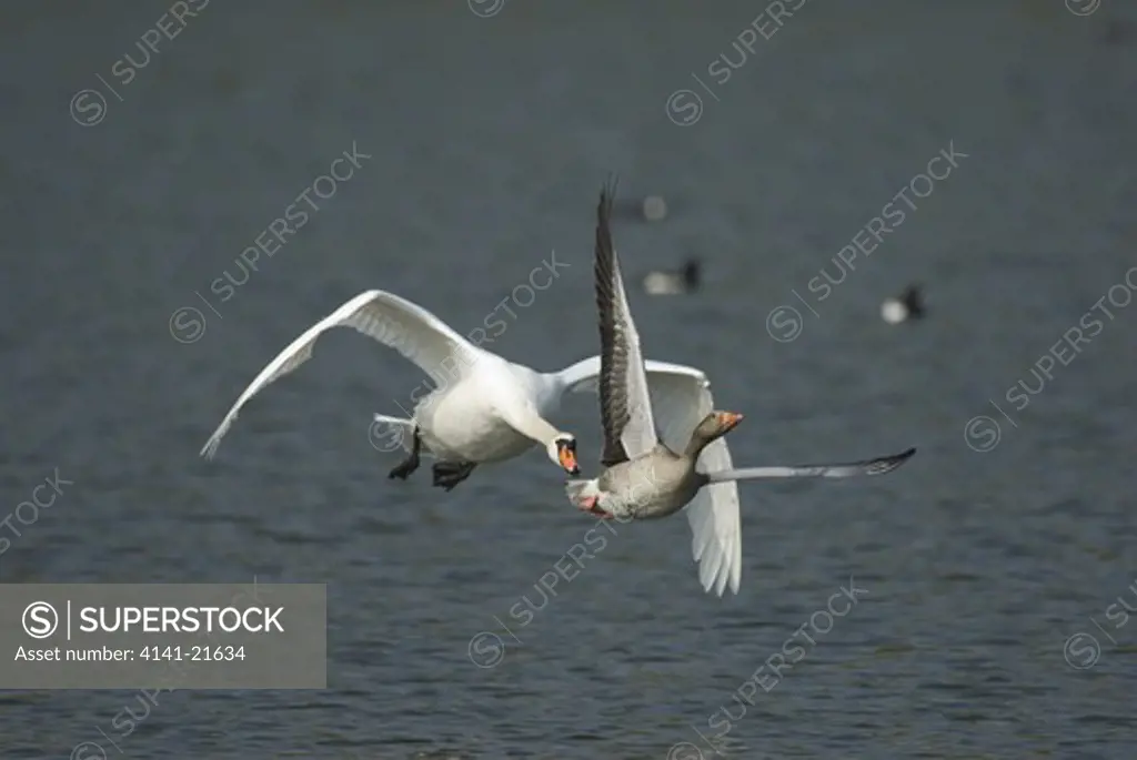 mute swan (cygnus olor) attacking greylag goose (anser anser) 