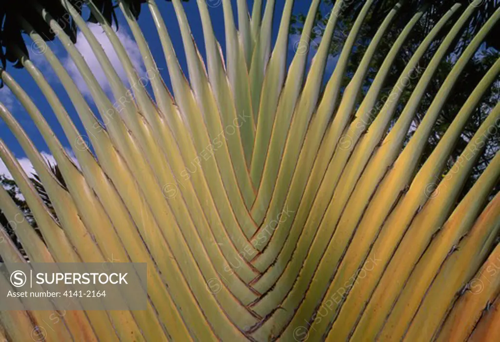 traveller's palm foliage detail ravenala madagascariensis caribbean species is endemic to madagascar