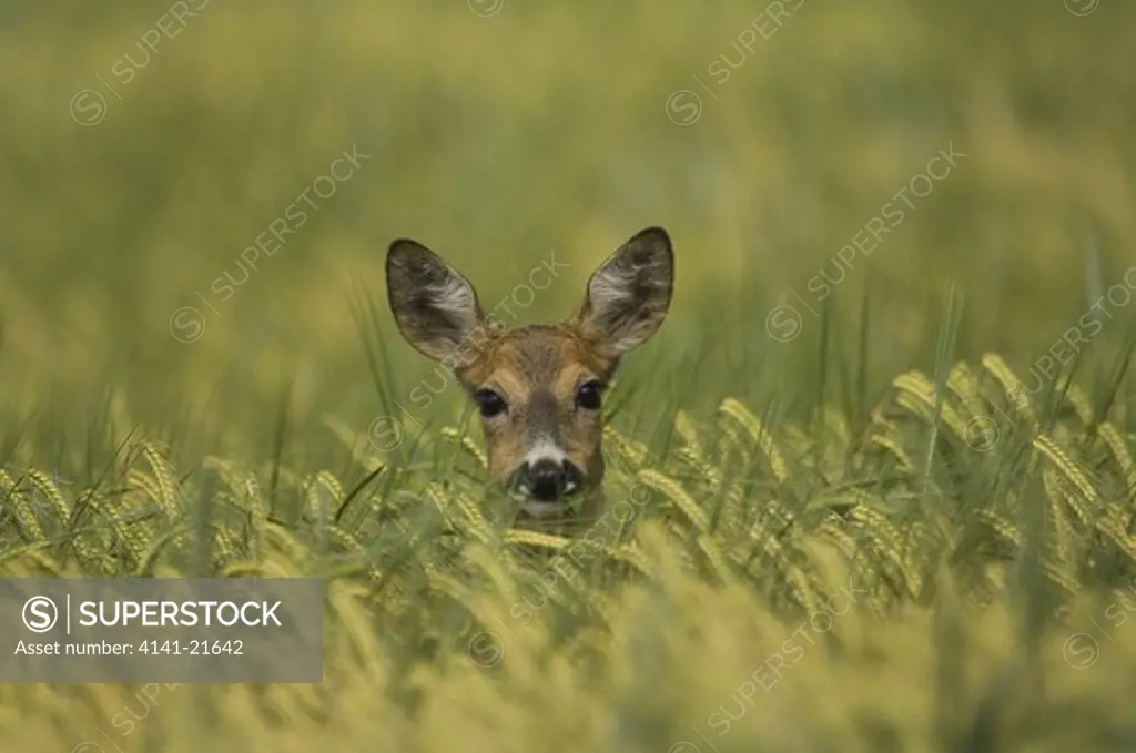 roe deer (capreolus capreolus) in agricultural field