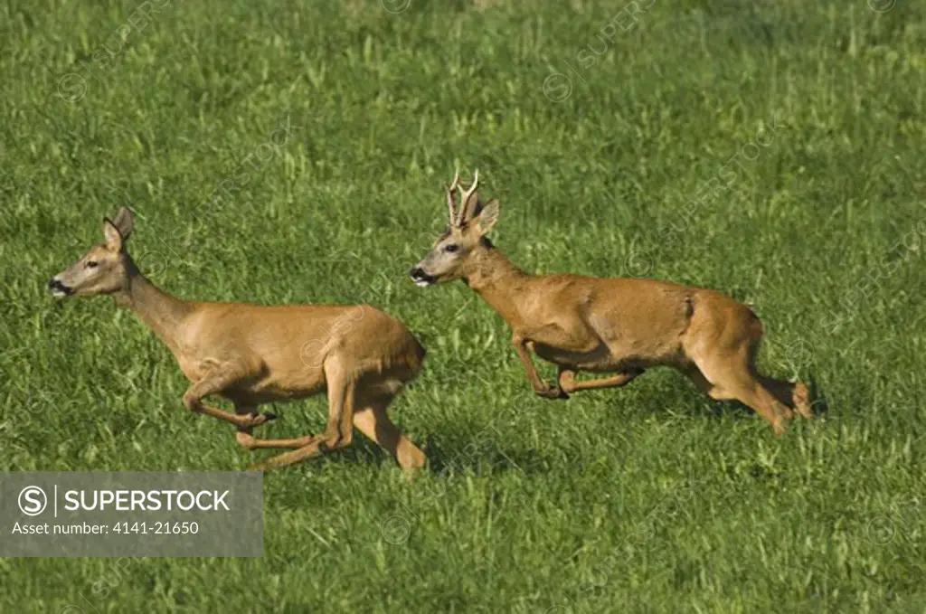 roe deer (capreolus capreolus) running