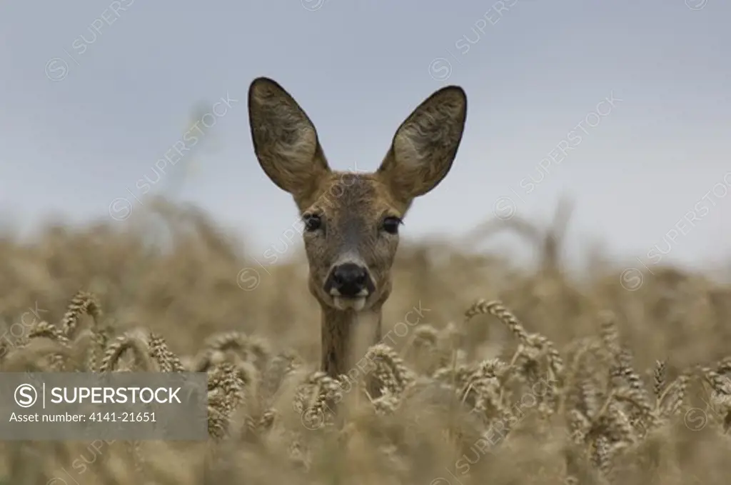 roe deer (capreolus capreolus) in agricultural field