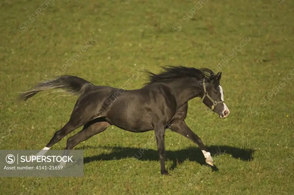 pferd horse running