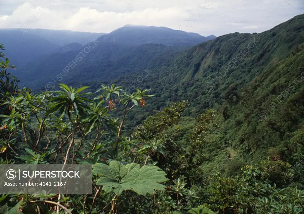 rainforest scenic cordillera de tilaran monteverde, costa rica 