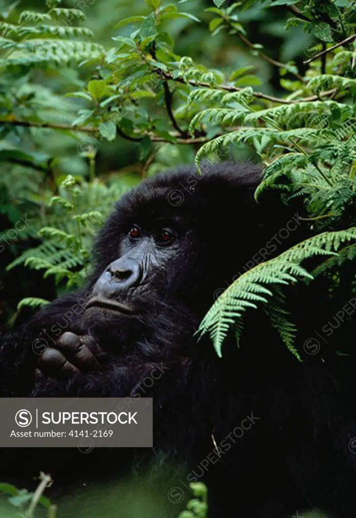 mountain gorilla pregnant female gorilla gorilla beringei rwanda, africa.
