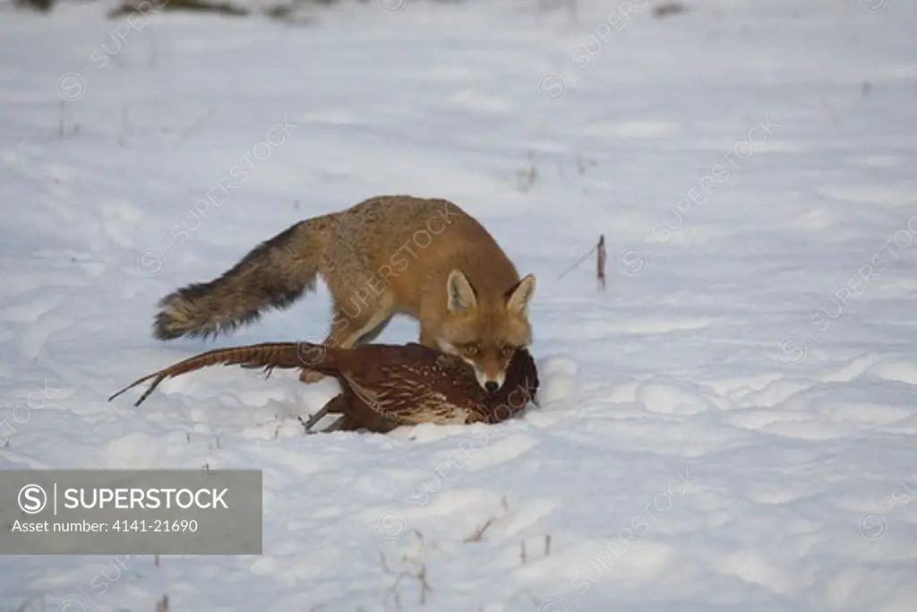 european red fox, vulpes vulpes, with pheasant prey