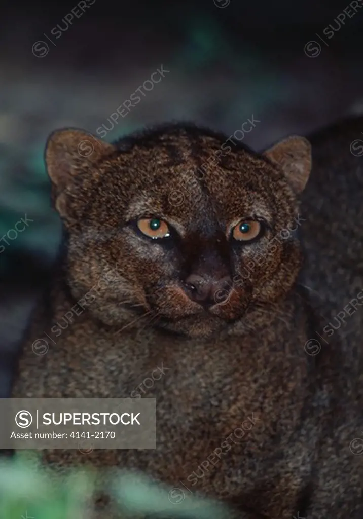 jaguarundi face detail felis yagouaroundi native to central & south america endangered species 