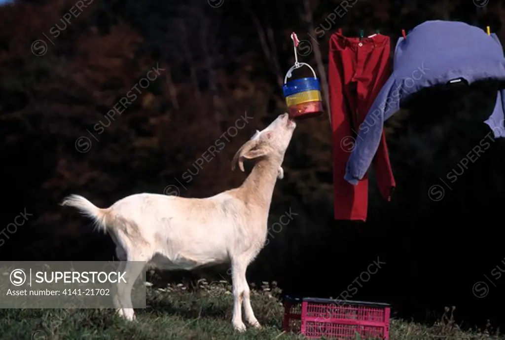 goat female chewing peg basket