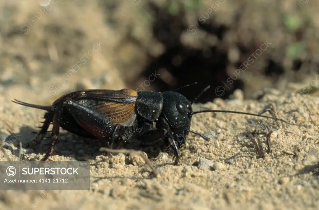 field cricket gryllus campestris germany.