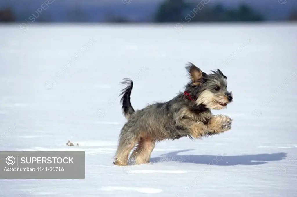 dachshund cross running on lying snow 