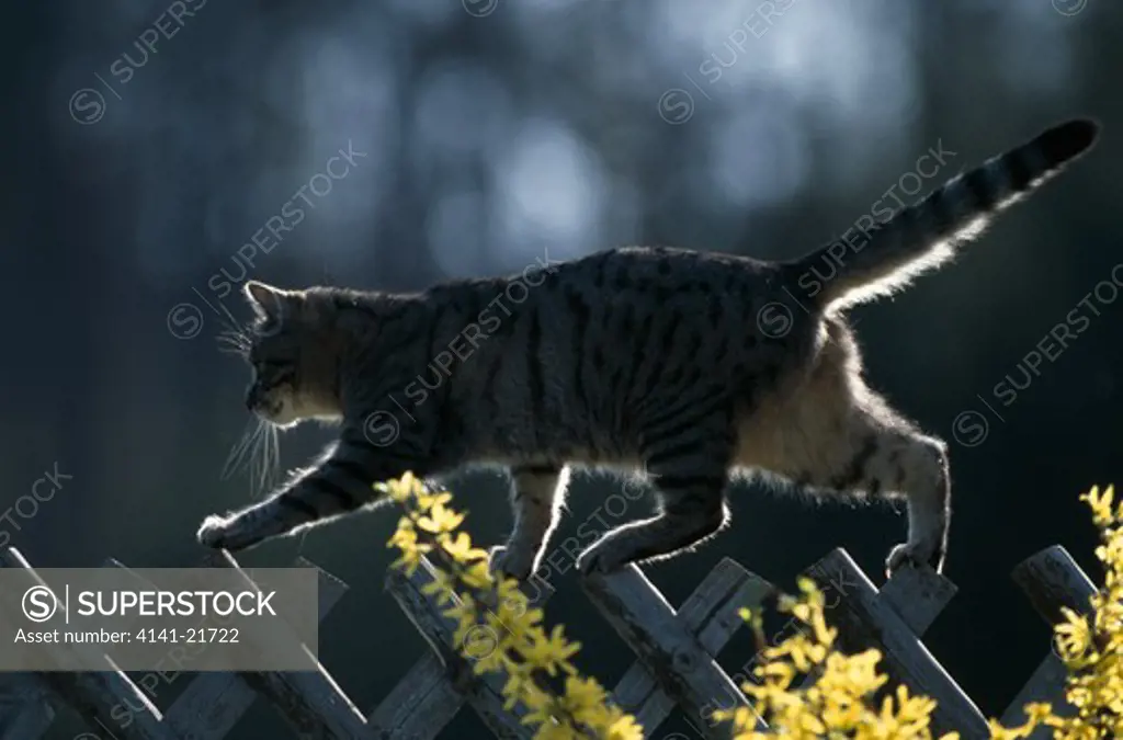 tabby cat walking along top of fence